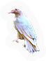 Crow
