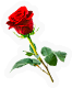 PCK-red_rose