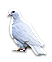 Dove
