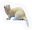 Ferret