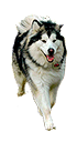 Husky