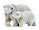 PCK-polar_bears
