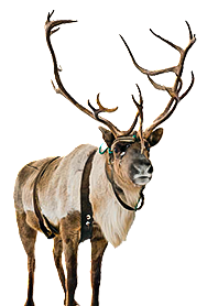 Reindeer