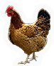 Hen