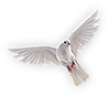 Dove