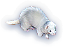 Ferret