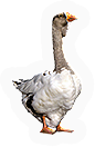 Goose