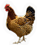 Hen