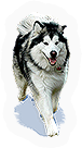 Husky