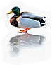 Mallard Duck