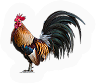 Rooster