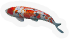 Koi