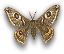 Moth