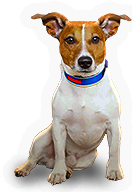 Jack Russell