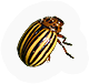 Beetle