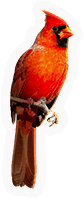 Cardinal