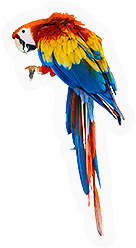 Parrot
