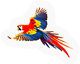 Parrot