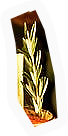 Rosemary