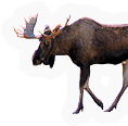 Moose