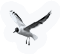 Seagull