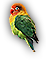 Parrot