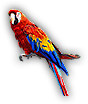 Parrot