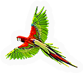 Parrot