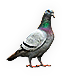 Pigeon