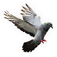 Pigeon