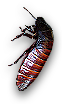 Roach