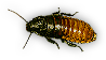 Roach