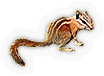 Chipmunk