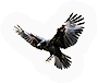 Crow