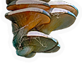 Fungi