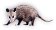 Possum
