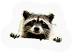 Raccoon