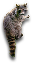Raccoon