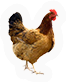 Hen
