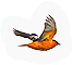 Oriole