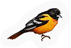 Oriole
