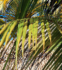 HOT-palm