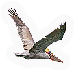 Flying thing