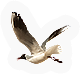 Flying thing
