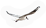 Flying thing