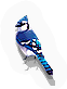Bluejay