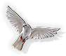 Dove