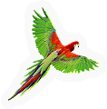 Parrot