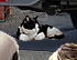 An animal member of the Felidae familybrknown for being able to catch Mice.