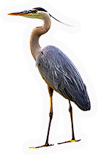 Heron